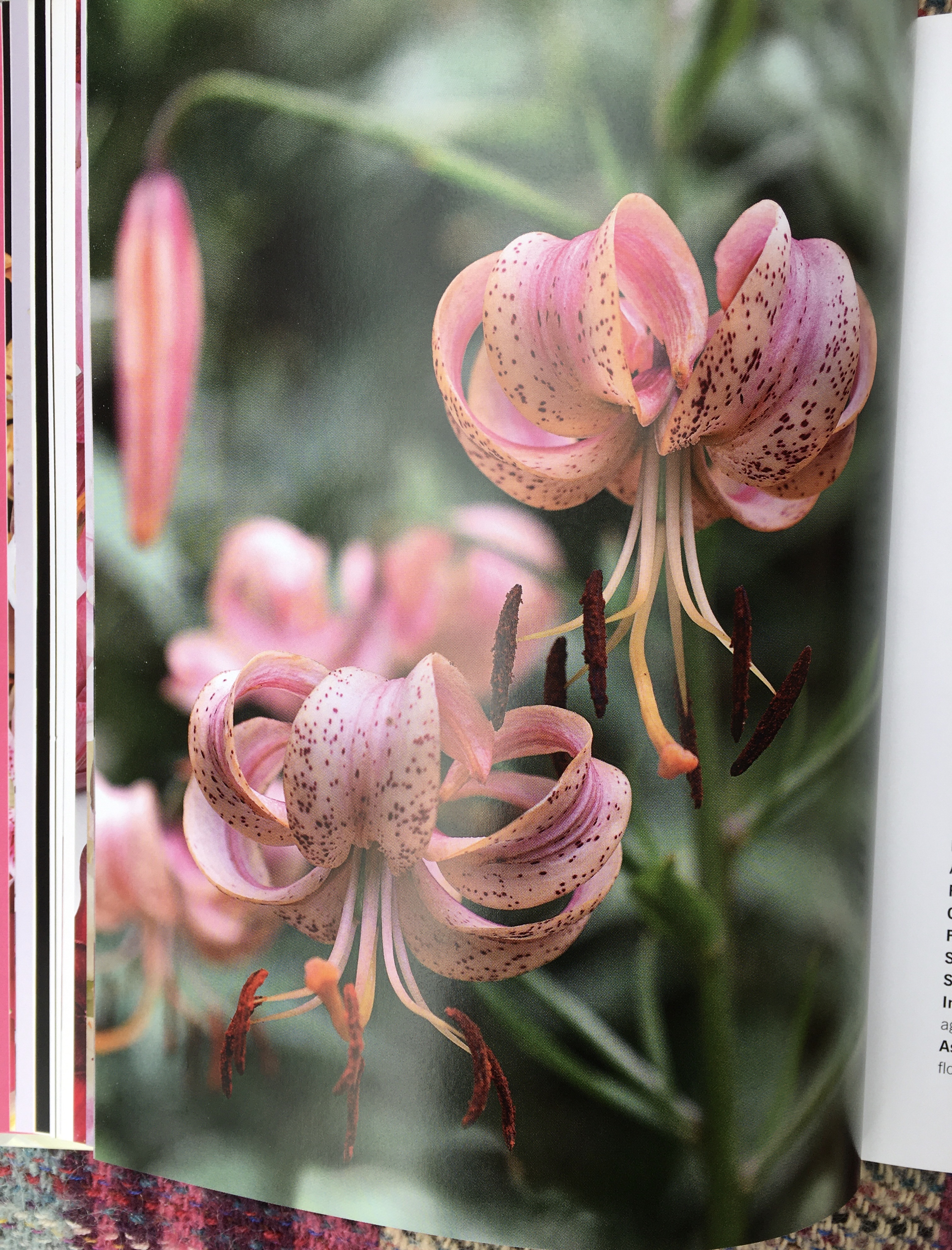 Lilies: Book Review and Giveaway | Bramble Garden