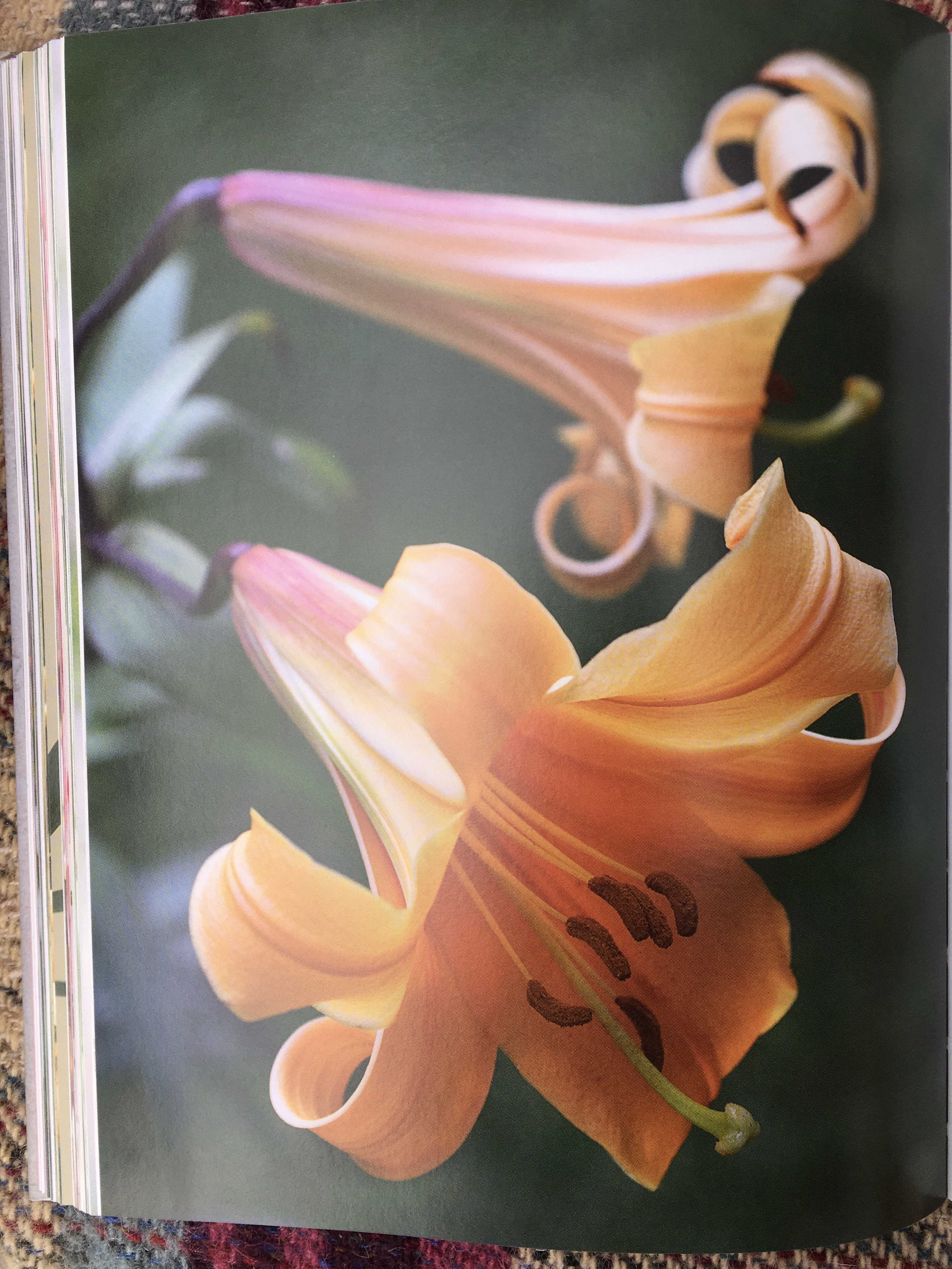 Lilies: Book Review and Giveaway | Bramble Garden