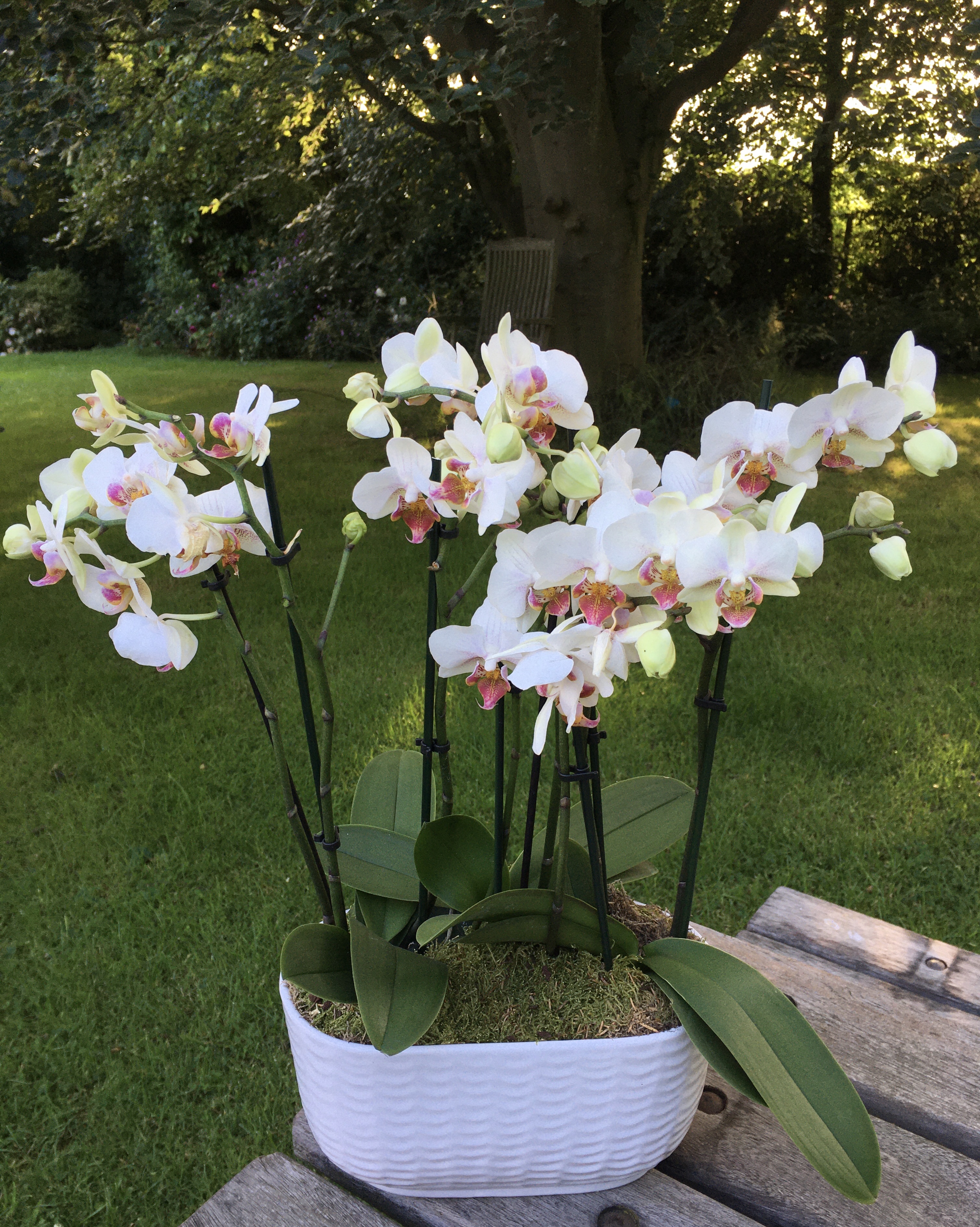 鉢・プランター backsideworks PLANTNIC LOVE Plants on Trial – from Love Orchids | Bramble Garden