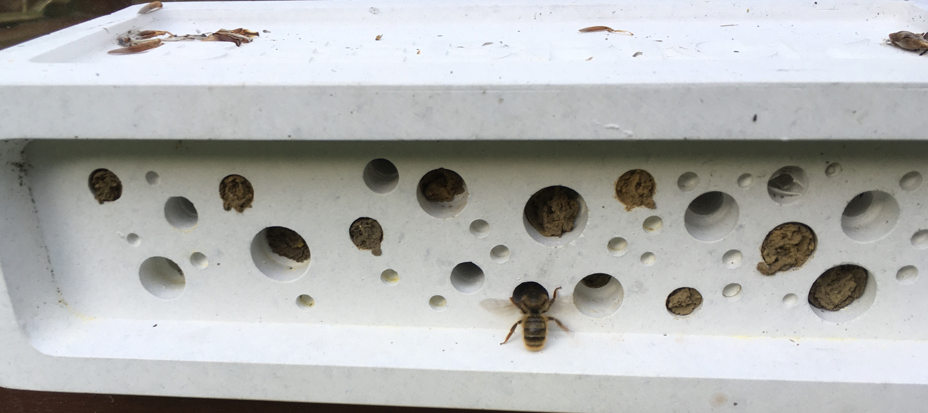 Attracting Garden Pollinators – by Jean Vernon. Prize draw winners ...